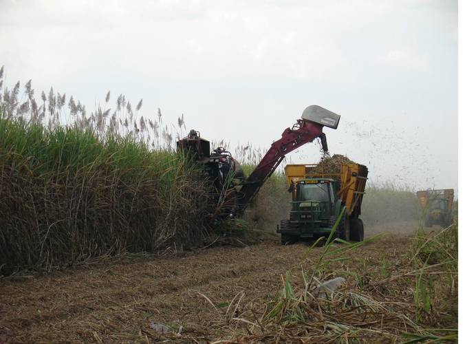 Sugar Cane East Africa